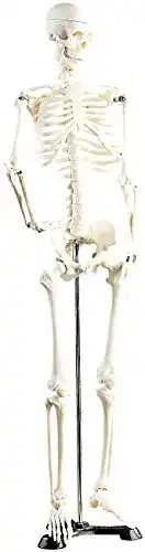 Anatomie Skelett Newgen Medicals Deko Skelett für Lehrzwecke