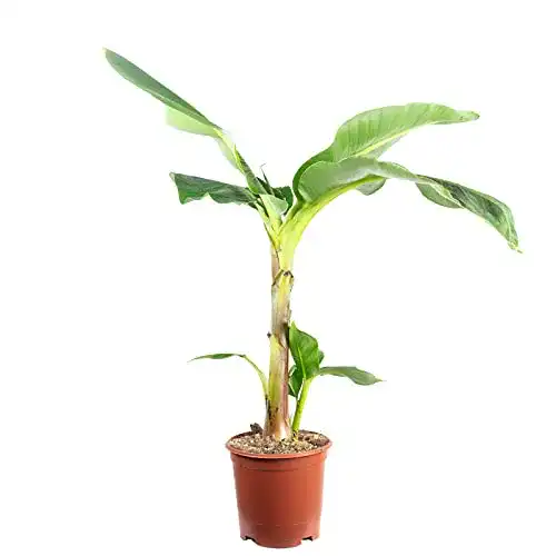 Bananenpflanze Flowerbox – Zimmerpflanze Musa ‚Dwarf Cavendish‘