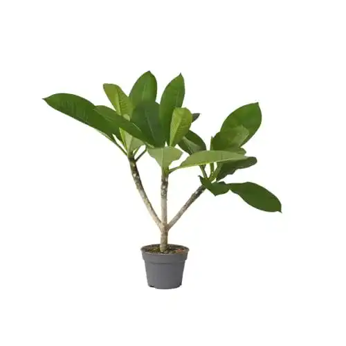 Plumeria Hawaiian – Exotische Blumen Plant in a Box – Höhe 45-55 cm
