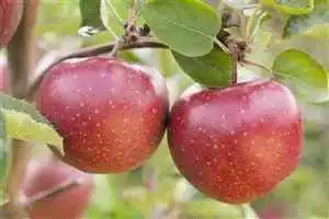 Apfelbaum Jonagold – Obstbaum Malus domestica für den Garten
