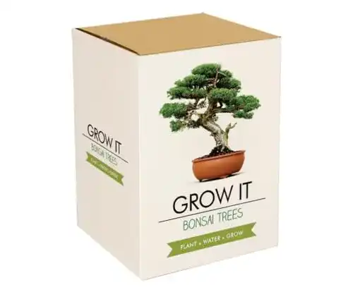 Bonsai-Starter-Kit von Gift Republic Grow It Geschenkset