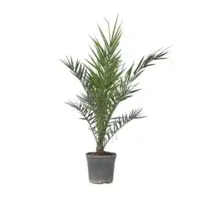 Winterharte Palmen – Phoenix Canariensis – Kanarische Dattelpalme