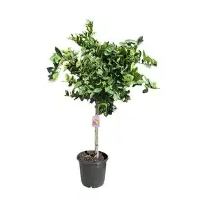 Orangenbaum Sunny Tree 160 cm – Citrus Sinensis – Obstbaum für sonnige Standorte