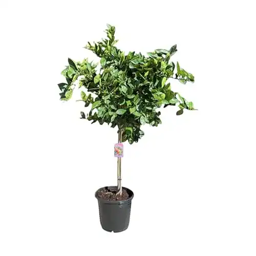 Orangenbaum Sunny Tree 160 cm – Citrus Sinensis – Obstbaum für sonnige Standorte