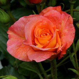 ADR-Rose Rose Westerland Strauchrose von Garten Schlüter