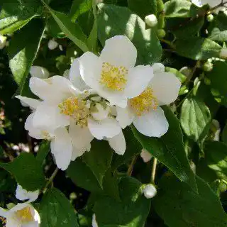 Jasmin-Pflanze Plantapro Philadelphus ‚Erectus‘ Winterhart und pflegeleicht