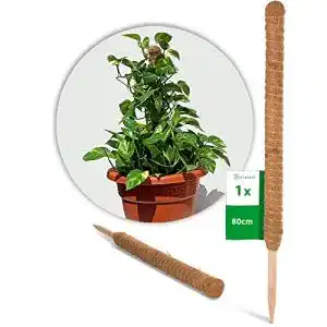 Moosstab Novatool Pflanzstab aus Kokos 80 cm mit 45 mm Durchmesser