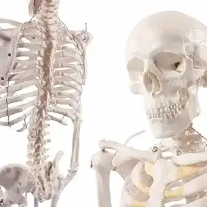 Cranstein A-117 Mini Skelett 85 cm für Anatomie und medizinische Ausbildung