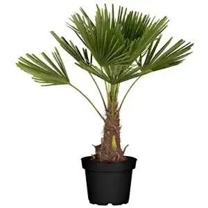 Hanfpalme Flowforia – Winterharte Palme bis -10°C