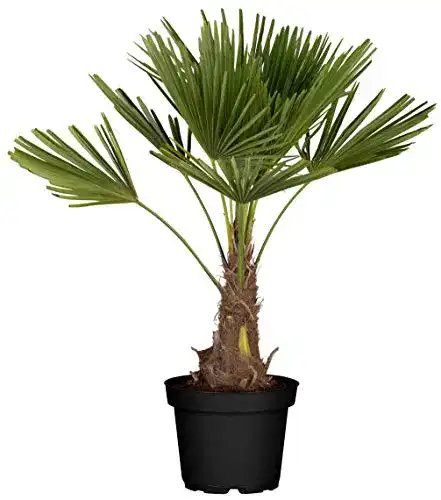 Hanfpalme Flowforia – Winterharte Palme bis -10°C