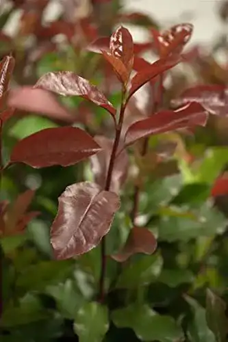 Glanzmispel Photinia fraseri ‚Camilvy‘ 4060 cm für den Garten