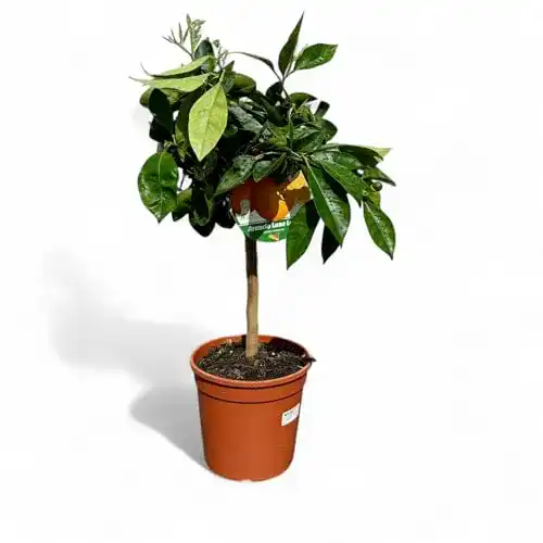 Orangenbaum Tropictrees Citrus Sinensis 80 cm inklusive Topf