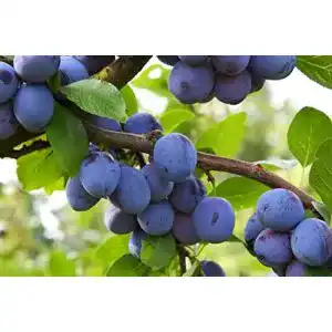 Pflaumenbaum Wangenheimer Frühzwetsche 120-150 cm im Topf