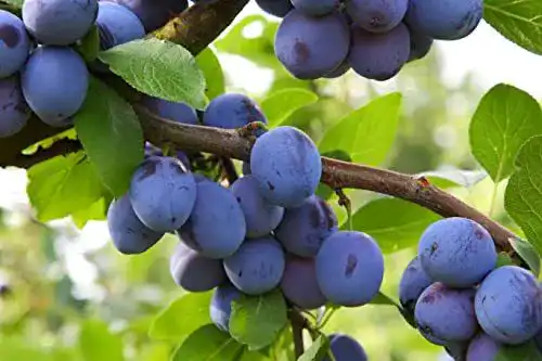 Pflaumenbaum Wangenheimer Frühzwetsche 120-150 cm im Topf