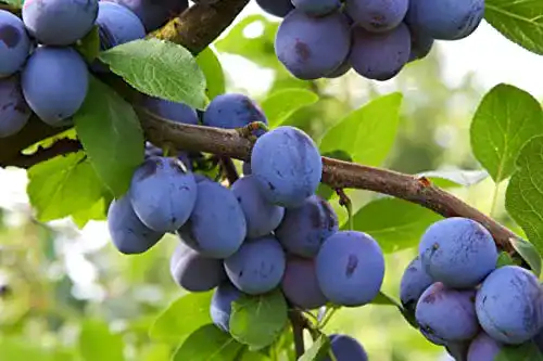 Pflaumenbaum Wangenheimer Frühzwetsche 120-150 cm im Topf