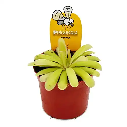 Fleischfressende Pflanzen von Exotenherz – Pinguicula „Anna“ im 9cm Topf