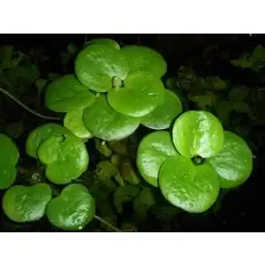 Froschbiss Aquafert Limnobium laevigatum – Schwimmpflanze für Teich und Aquarium