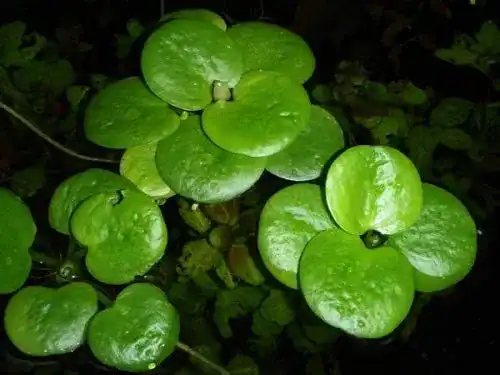 Froschbiss Aquafert Limnobium laevigatum – Schwimmpflanze für Teich und Aquarium