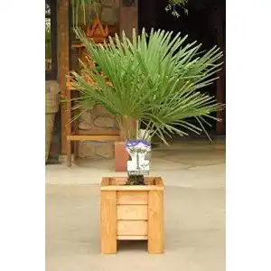 Chinesische Hanfpalme (Trachycarpus fortunei) ca. 50 cm hoch