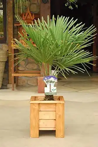 Chinesische Hanfpalme (Trachycarpus fortunei) ca. 50 cm hoch
