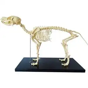 Hundeskelett Uigjiog Modell für Tieranatomie und Lehrzwecke