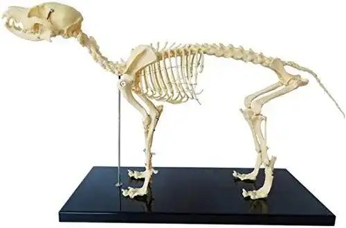 Hundeskelett Uigjiog Modell für Tieranatomie und Lehrzwecke