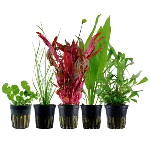 Aquarium Pflanzen Set AquaOne mit 5 Wasserpflanzen für Aquarien