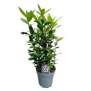 Lorbeer-Pflanze Infun Gewürzlorbeer (Laurus nobilis) im 15 cm Topf