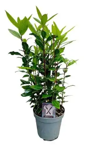 Lorbeer-Pflanze Infun Gewürzlorbeer (Laurus nobilis) im 15 cm Topf