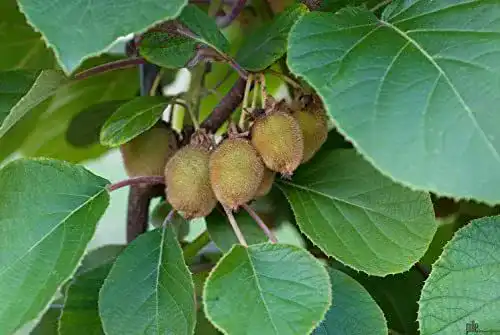 Kiwibaum Jenny selbstfruchtend 60-100 cm für Garten und Balkon