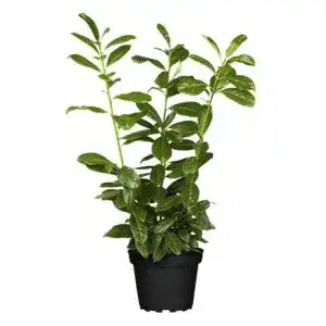 Kirschlorbeer Prunus laurocerasus ‚Novita‘ 40-60 cm im 5er-Set