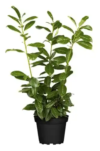 Kirschlorbeer Prunus laurocerasus ‚Novita‘ 40-60 cm im 5er-Set
