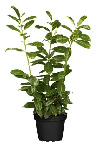 Kirschlorbeer Prunus laurocerasus ‚Novita‘ 40-60 cm im 5er-Set