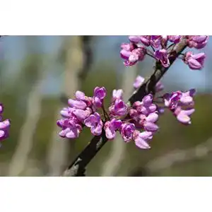 Judasbaum Plantapro Cercis siliquastrum 150-200 cm mit rosafarbenen Blüten