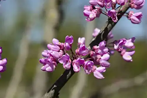 Judasbaum Plantapro Cercis siliquastrum 150-200 cm mit rosafarbenen Blüten