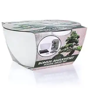 Bonsai Starter Kit für die Anzucht von Pinie und Sweet Gum