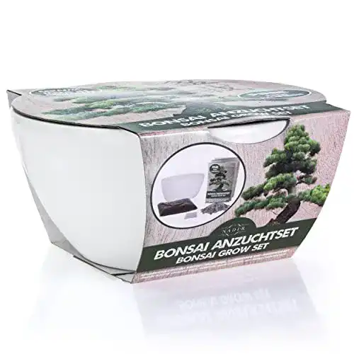 Bonsai Starter Kit für die Anzucht von Pinie und Sweet Gum