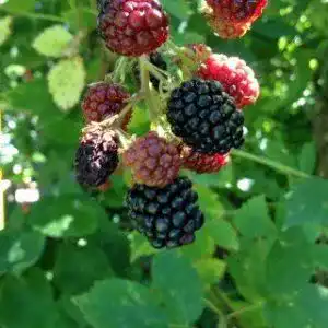 Brombeerstrauch PlantaPro Brombeere ‚Black Satin‘ – Stachellose Sorte