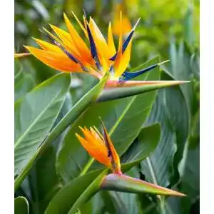 Strelitzie Pflanze Baldur Garten Paradiesvogelblume Strelitzia reginae