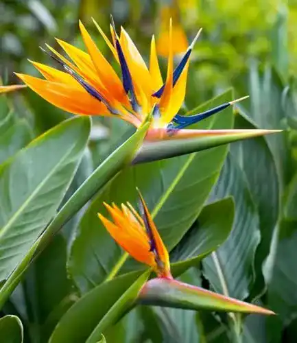 Strelitzie Pflanze Baldur Garten Paradiesvogelblume Strelitzia reginae