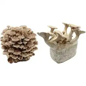 Pilzkultur Bio Pilzzucht-Pärchen Kräuterseitling und Shiitake