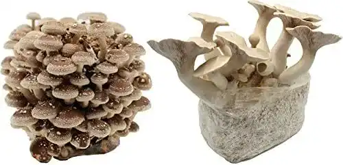 Pilzkultur Bio Pilzzucht-Pärchen Kräuterseitling und Shiitake