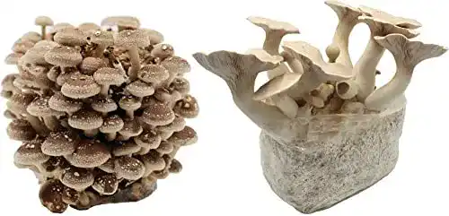 Pilzkultur Bio Pilzzucht-Pärchen Kräuterseitling und Shiitake