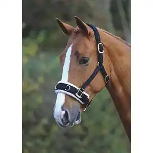 Kappzaum Shires mit Fleecefutter in Schwarz