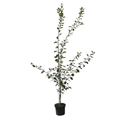 Pflaumenbaum Königin Viktoria selbstfruchtbar 110-140 cm im 9,5 L Topf