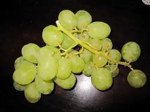 Weinrebe Baumschule Pflanzenvielfalt Vitis vinifera Sugraone