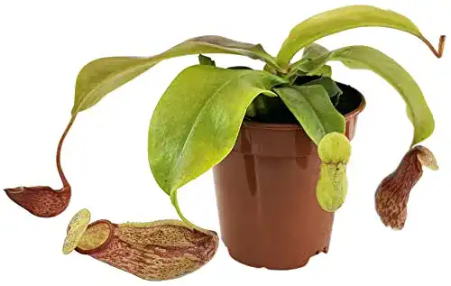 Fleischfressende Pflanze Nepenthes ‚Gaya‘ – Kannenpflanze für das Fensterbrett