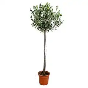Olivenbaum Bloomique – Olea europaea – Gartenpflanze – Winterhart