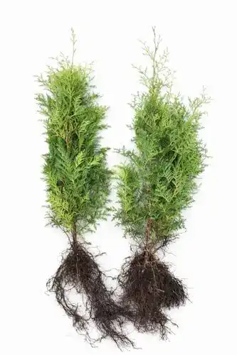 Thuja Brabant Heckenpflanzen 60-80 cm frisch vom Feld, 50 Stück