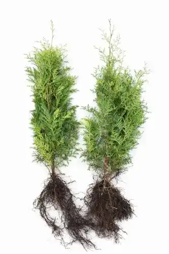 Thuja Brabant Heckenpflanzen 60-80 cm frisch vom Feld, 50 Stück